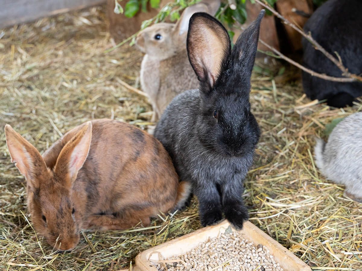 Unsere Kaninchen_c80_scale_1335_1000.jpg